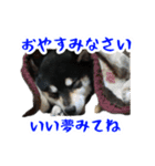 柴犬の日常②（個別スタンプ：4）