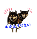 柴犬の日常②（個別スタンプ：5）