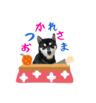 柴犬の日常②（個別スタンプ：6）