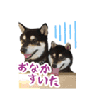 柴犬の日常②（個別スタンプ：7）