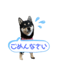 柴犬の日常②（個別スタンプ：12）