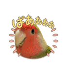 うちのbirdたち（個別スタンプ：3）