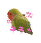 うちのbirdたち（個別スタンプ：4）