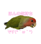 うちのbirdたち（個別スタンプ：13）