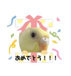 うちのbirdたち（個別スタンプ：27）