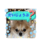 翔モアかいとのスタンプ（個別スタンプ：23）