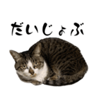 きじとらねこの日常スタンプ2（個別スタンプ：18）