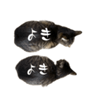 きじとらねこの日常スタンプ2（個別スタンプ：27）
