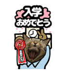 猫キジトラBIGスタンプ4（個別スタンプ：31）