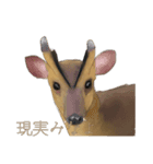 デフォキョン（個別スタンプ：10）