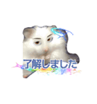 mopmopトンガリモップ号sutampu（個別スタンプ：1）