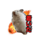 mopmopトンガリモップ号sutampu（個別スタンプ：34）