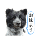 犬のメリーちゃんスタンプ（個別スタンプ：1）