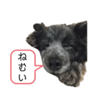 犬のメリーちゃんスタンプ（個別スタンプ：2）