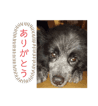 犬のメリーちゃんスタンプ（個別スタンプ：4）
