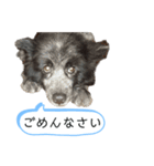 犬のメリーちゃんスタンプ（個別スタンプ：5）
