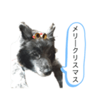 犬のメリーちゃんスタンプ（個別スタンプ：7）