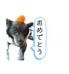 犬のメリーちゃんスタンプ（個別スタンプ：8）