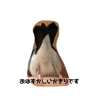 桜文鳥わすけ（個別スタンプ：12）