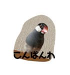 桜文鳥わすけ（個別スタンプ：24）