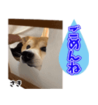 柴犬さきちゃん（個別スタンプ：1）