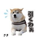 柴犬さきちゃん（個別スタンプ：5）