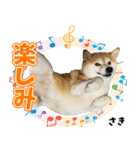 柴犬さきちゃん（個別スタンプ：8）