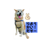 仲良し柴犬9（個別スタンプ：3）