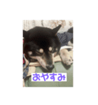 仲良し柴犬10（個別スタンプ：6）