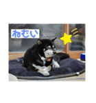 仲良し柴犬11（個別スタンプ：2）