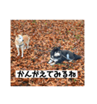 仲良し柴犬11（個別スタンプ：5）