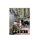 仲良し柴犬11（個別スタンプ：8）