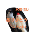 桜文鳥わすけとフェルトのおともだち（個別スタンプ：7）