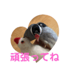 桜文鳥わすけとフェルトのおともだち（個別スタンプ：16）