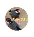 桜文鳥わすけとフェルトのおともだち（個別スタンプ：24）