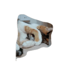 ツキちゃんの記録（個別スタンプ：2）