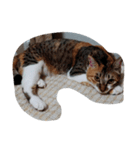 ツキちゃんの記録（個別スタンプ：4）