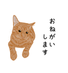 ひねもす茶とらねこ3（個別スタンプ：11）