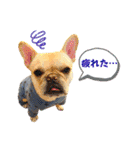 フレンチブルのベベです3rd（個別スタンプ：3）