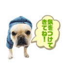 フレンチブルのベベです3rd（個別スタンプ：4）