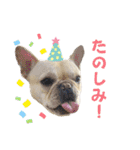 フレンチブルのベベです3rd（個別スタンプ：6）