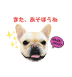 フレンチブルのベベです3rd（個別スタンプ：11）