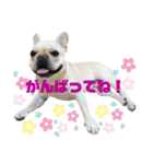 フレンチブルのベベです3rd（個別スタンプ：24）