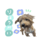 ウェスプーの花ちゃん（個別スタンプ：3）