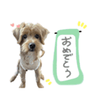 ウェスプーの花ちゃん（個別スタンプ：16）