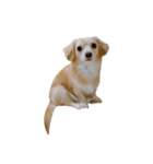 ころも さくさく (1さい)（個別スタンプ：1）