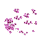 Seasonal flowers＆実 色んな季節の植物（個別スタンプ：24）