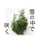 Seasonal flowers＆実 色んな季節の植物（個別スタンプ：39）