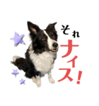 ボーダーコリーFUN CLUB！（個別スタンプ：2）