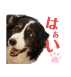ボーダーコリーFUN CLUB！（個別スタンプ：14）